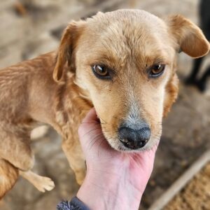 ARAMA (♀) - ausgereist zum TST Rösrath