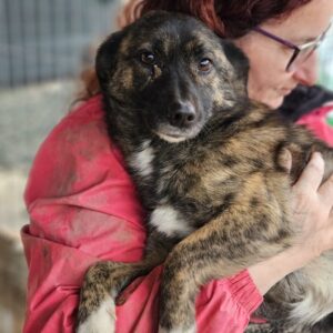 MELIKA (♀) - auf PDR PS im PLZ Bezirk 38 - vermittelt