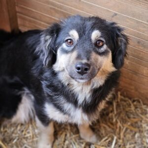 ÄNNA (♀) - ausgereist zum TST Rösrath