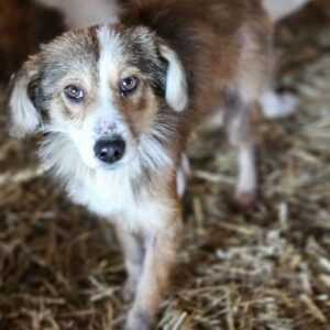 DANAI (♀) - Hautprobleme - ausgereist zum TST Rösrath