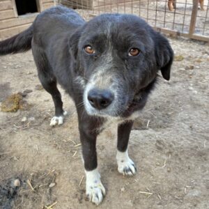 KASIMIRA (♀) - seit mind. 2024 im Shelter