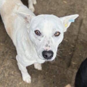 ZIMO (♂) - viel zu dünn 09/2024 - ausgereist zur Tierhilfe Lebenswert DR 06.12.24