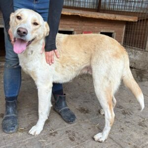 DARIS (♂) - ausgereist zu Kathleen Müller (AL)