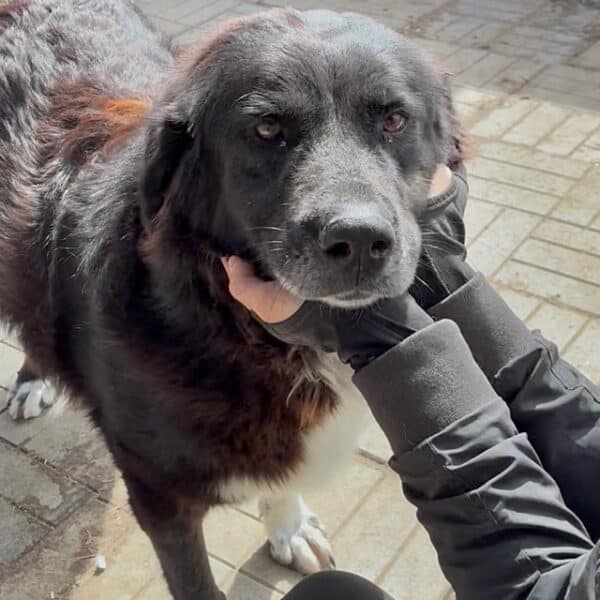 ARANKA (♀) – Bild 2