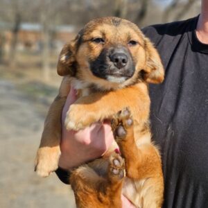 JUNIAS (♂) - ausgereist zum TH Tuttlingen