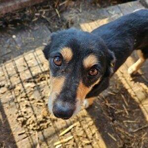 COSI (♀) - ausgereist zu TINO