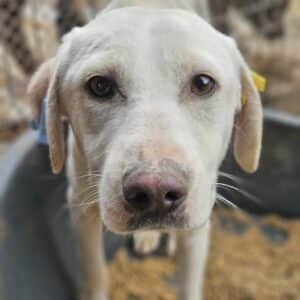 AKIRA (♀) - vermittelt LS