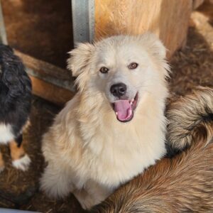 SKADY (♀) - ausgereist zum TH Tuttlingen