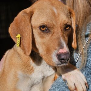 AISLYN (♀) - ausgereist zur Labor Beagle Hilfe