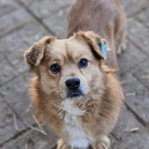 POM (♂) - ausgereist zum TST Rösrath