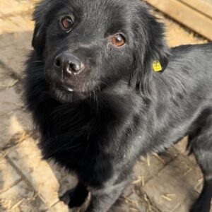 PAORO (♂) - vermittelt Kathleen Müller