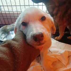 JOLENA (♀) - auf PDR PS im PLZ Bezirk 53  - vermittelt