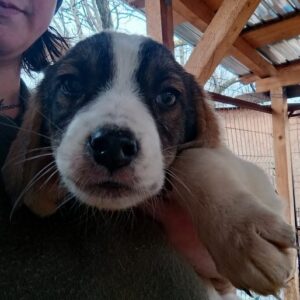 KONGA (♂) - auf PDR PS im PLZ Bezirk 99 - vermittelt