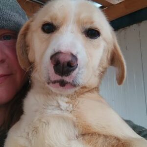 TOFFEE (♀) - ausgereist zum TST Rösrath