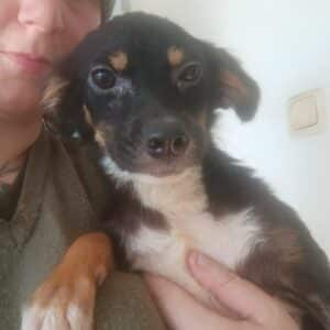 STELLAH (♀) - reserviert Tierhilfe Lebenswert - vermittelt