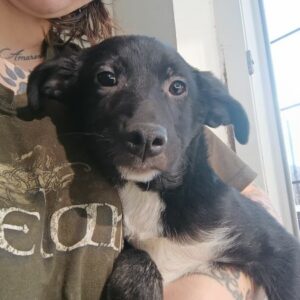 SAMMY (♂) - ausgereist zur Tierhilfe Lebenswert