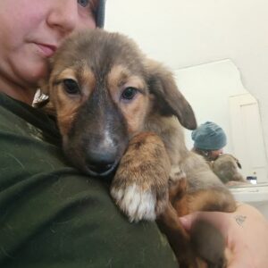 AKANI (♀) - ausgereist zur Tierhilfe Lebenswert