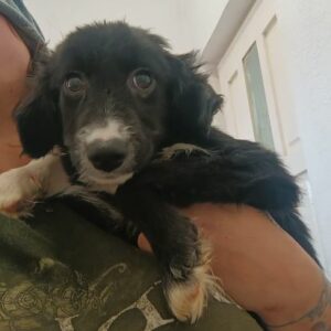 LEMMY (♂) - reserviert Tierhilfe Lebenswert DR - vermittelt