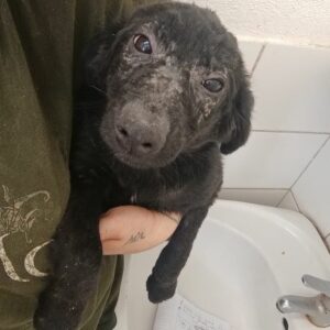 JOLIENA (♀) - ausgereist zum TH Tuttlingen