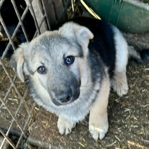 MATTIE (♂) - auf PDR PS im PLZ Bezirk 63 - vermittelt