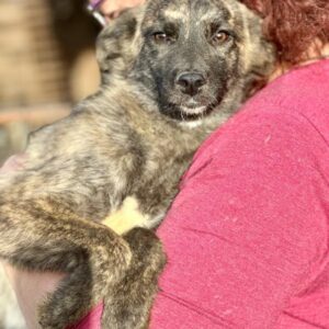 MERLE (♀) - ausgereist zur Hundehilfe Kreta e.V.