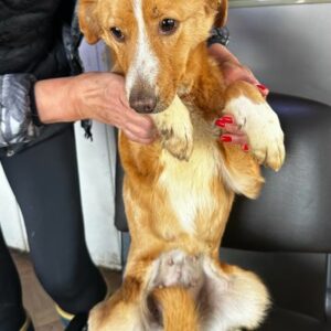 JOSY (♀) - ausgereist auf PDR PS in PLZ 24 - vermittelt