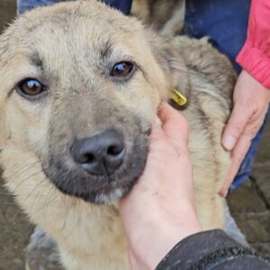 BILLE (♀) - ausgereist zum TST Rösrath