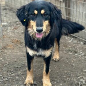 POLLIE (♀) - vermittelt Kathleen Müller