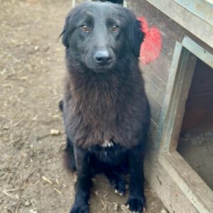 MATTIS (♂) - ausgereist zur Tierhilfe Lebenswert