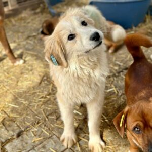 SHALIMA (♀) - ausgereist zur Tierhilfe Lebenswert
