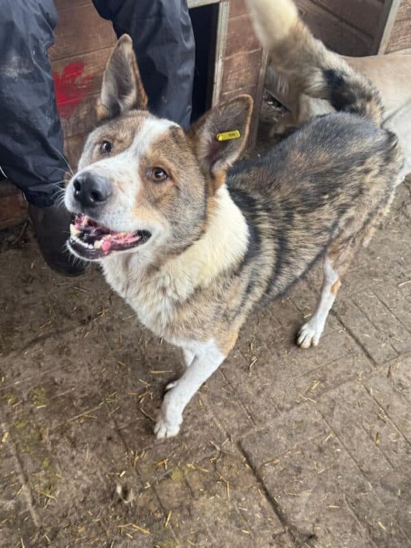 TIKAANI (♂) - verzweifelter Husky-Mix in sehr kleinem Kennel! – Bild 2