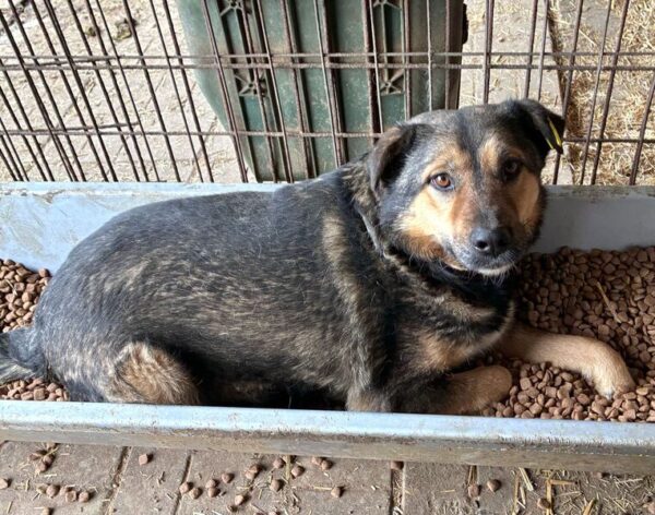 AXL (♂) - hat es in seinem Kennel nicht leicht! – Bild 8