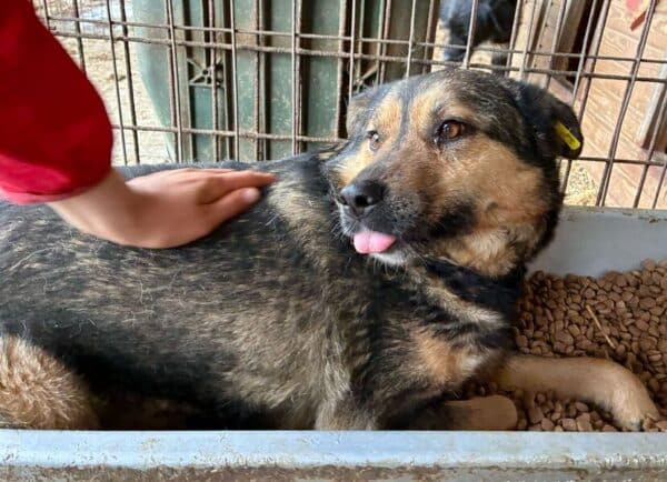 AXL (♂) - hat es in seinem Kennel nicht leicht! – Bild 2