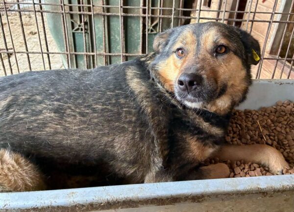 AXL (♂) - hat es in seinem Kennel nicht leicht! – Bild 3