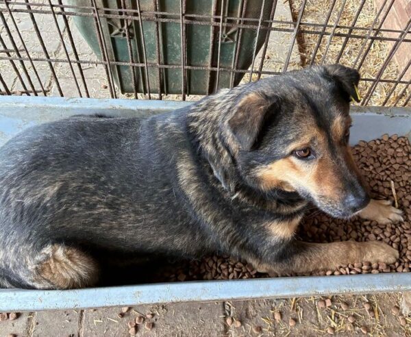 AXL (♂) - hat es in seinem Kennel nicht leicht! – Bild 4
