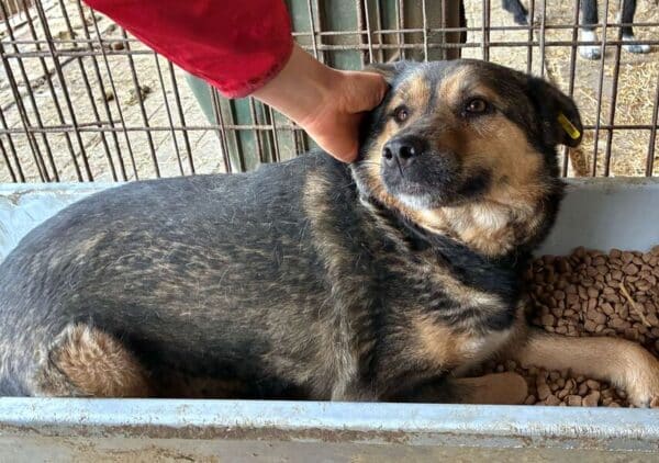 AXL (♂) - hat es in seinem Kennel nicht leicht! – Bild 6