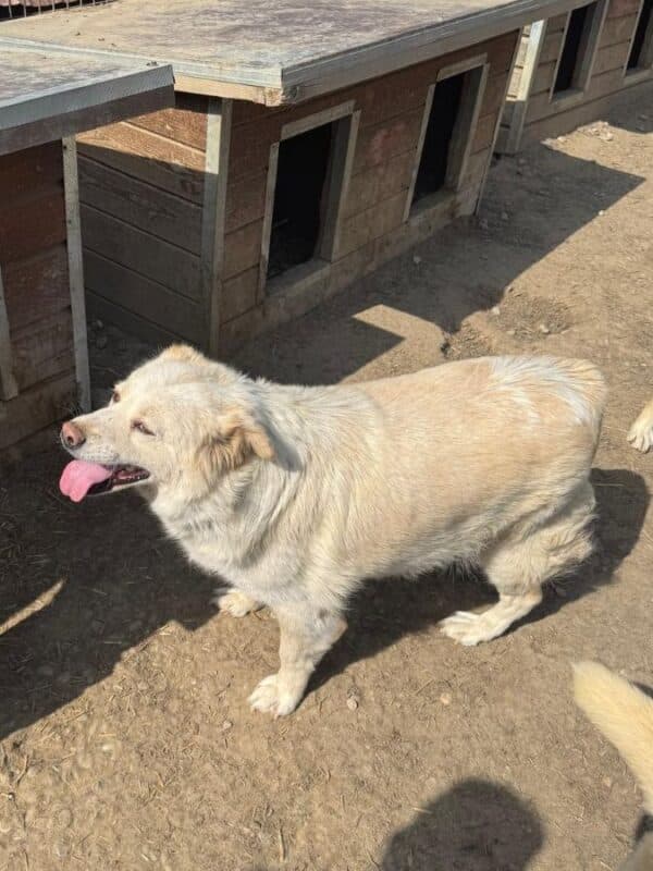 IVORY (♀) – Bild 4