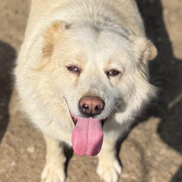 IVORY (♀) – Bild 2