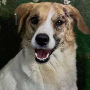 KINA (♀) - Notfall - große Bisswunde im Gesicht