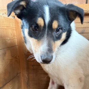 TIZIANO (♂) Notfall schwere Verletzungen an den Vorderbeinen