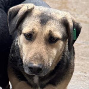 KANOA (♂) - NOTFALL, instabiler Vorderlauf, sollte dringend ausreisen