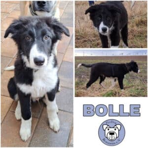 Bolle (♂) in 99636 Ostramondra - vermittelt