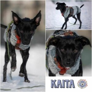 KAITA (♀) in 57632 Ziegenhain - vermittelt