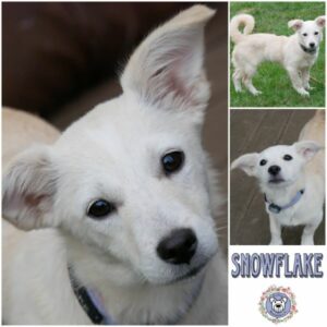 SNOWFLAKE (♀) in 21493 Möhnsen - vermittelt