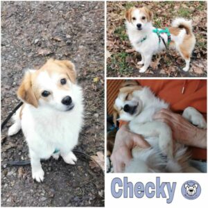 Checky (♂) in 63773 Goldbach - vermittelt