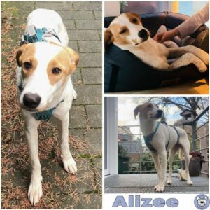 Alizee (♀) in 50858 Köln - vermittelt