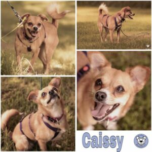 Caissy (♀) in 56249 Herschbach - vermittelt