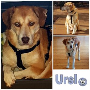 Ursl (♀) in 31157 Sarstedt - vermittelt