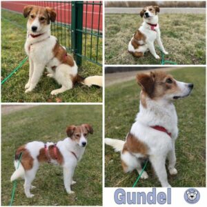 Gundel (♀) in 39418 Stassfurt - vermittelt