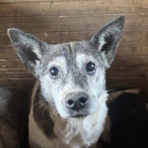 AMIGO (♂) - Opi mit Hinterhandschwäche